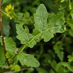 Rorippa palustris Leaf