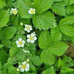 Fragaria viridisКветка