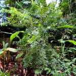 Melaleuca leucadendra Tervik taim