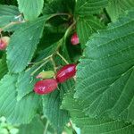 Viburnum sieboldii Fruit