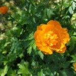 Trollius asiaticus Flors