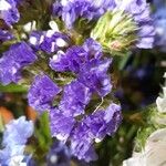 Limonium sinuatumFlower