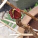 Hydrangea aspera Blad