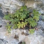 Potentilla caulescens Habitus