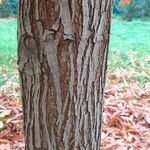 Carya cordiformis Bark