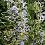 Salvia pratensis Blomst