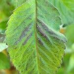 Bidens pilosa Leaf