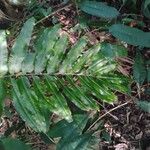 Thelypteris reticulata Лист