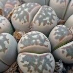 Lithops dinteri Blatt