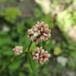Persicaria maculosa Цветок