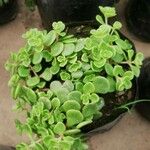 Sedum makinoi Blatt