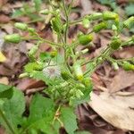 Blumea lacera Flor