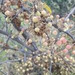 Gymnosporia putterlickioides Fruit