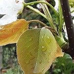 Pyrus pyrifolia Blatt