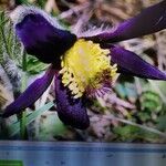 Anemone montana പുഷ്പം