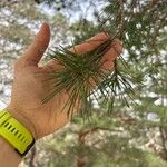 Pinus sylvestris Hostoa