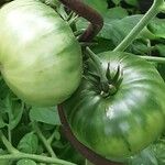 Solanum lycopersicum Frucht