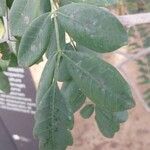 Sclerocarya birrea Лист