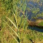 Phragmites mauritianus Leaf