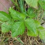 Fragaria vesca Leaf