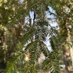 Abies alba Leaf