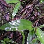 Habenaria citrata Leaf