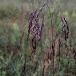 Tridens flavus Fruit