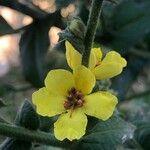 Verbascum sinuatum Fleur