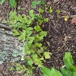 Dioscorea polystachya Hoja