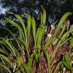 Maxillaria egertoniana Агульны выгляд