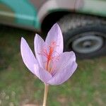 Crocus ligusticus Кветка