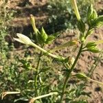 Nicotiana quadrivalvis Flor