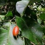 Swartzia costaricensis Frukt