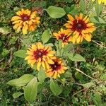 Rudbeckia hirta Tervik taim