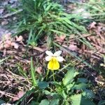 Viola hymettia Flower