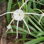 Hymenocallis littoralisBloem