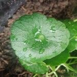 Centella asiatica Leaf