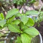 Brunfelsia pauciflora Leaf