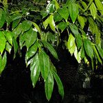 Cocculus laurifolius Foglia