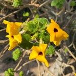 Uncarina grandidieri 花