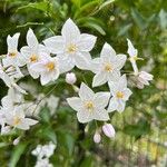 Solanum jasminoidesŽiedas