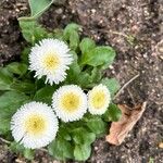 Bellis rotundifolia Цвят