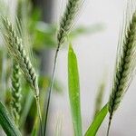 Triticum aestivum Іншае