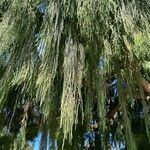 Cupressus cashmeriana Φύλλο