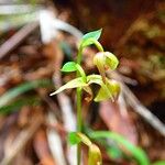 Stigmatodactylus grandiflorus Flower