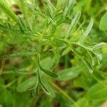 Malva tournefortiana Leaf