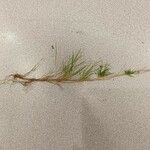 Agrostis canina 整株植物