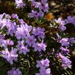 Rhododendron polycladum Квітка
