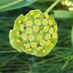 Bupleurum stellatum Λουλούδι