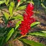 Alpinia purpurataBlüte